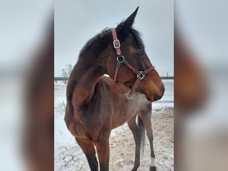 Thoroughbred Mare 4 years 16 hh Bay-Dark in Naila