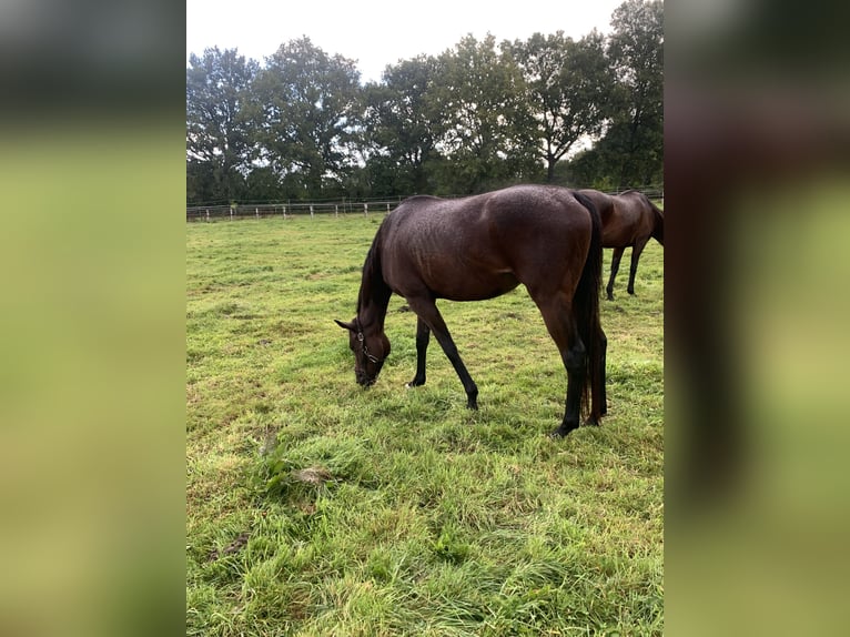 Thoroughbred Mare 4 years 16 hh Brown in Hamburg Lemsahl-Mellingstedt