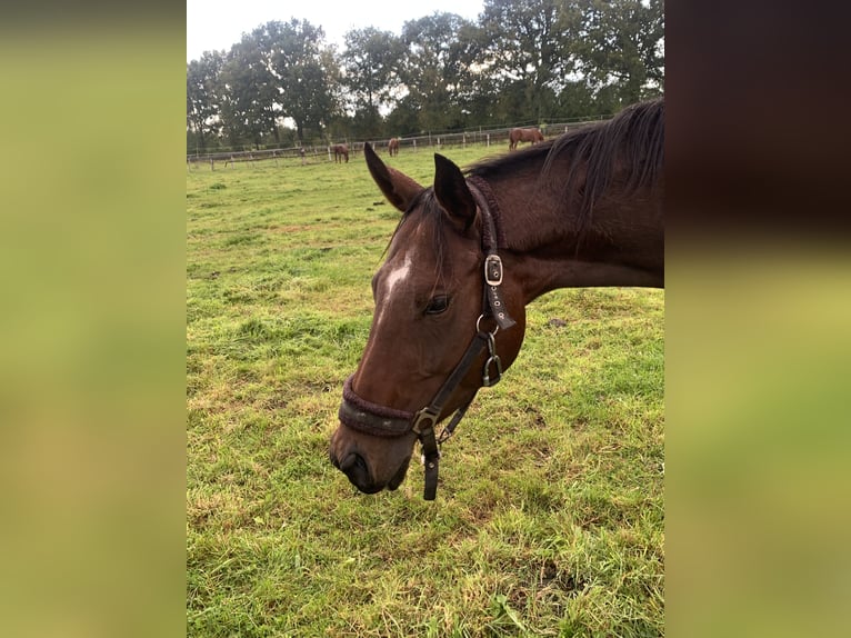 Thoroughbred Mare 4 years 16 hh Brown in Hamburg Lemsahl-Mellingstedt