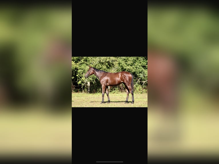 Thoroughbred Mare 4 years 16 hh Brown in Hamburg Lemsahl-Mellingstedt