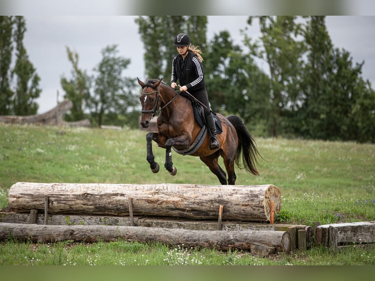 Thoroughbred Mare 4 years 16 hh Brown in Mittenwalde