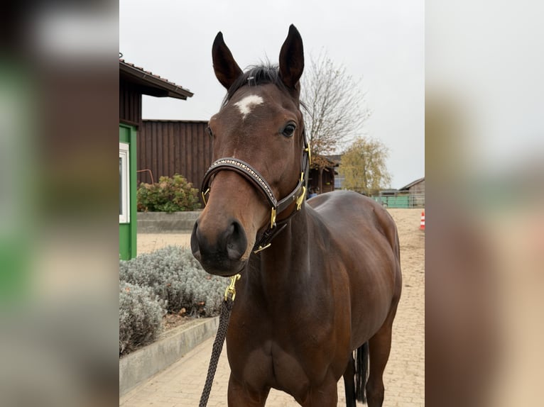 Thoroughbred Mare 4 years 16 hh Brown in Mittenwalde