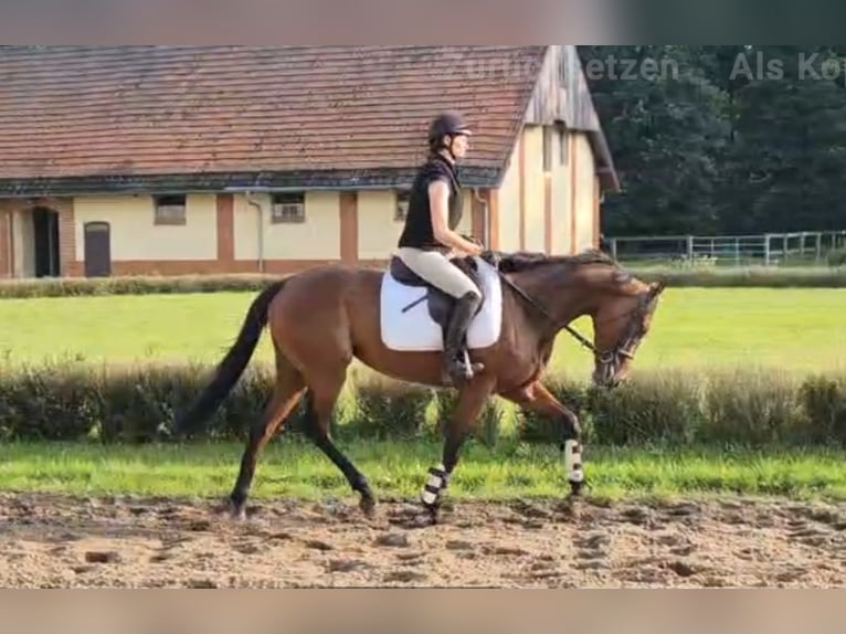 Thoroughbred Mare 4 years 16 hh Brown in Neuenhagen
