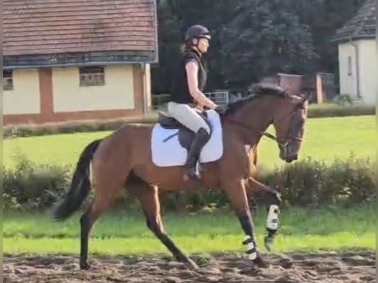Thoroughbred Mare 4 years 16 hh Brown in Neuenhagen