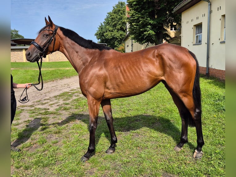 Thoroughbred Mare 4 years 16 hh Brown in Neuenhagen