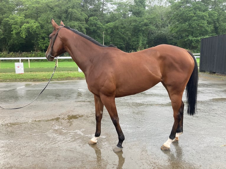 Thoroughbred Mare 4 years 16 hh Brown in PAU