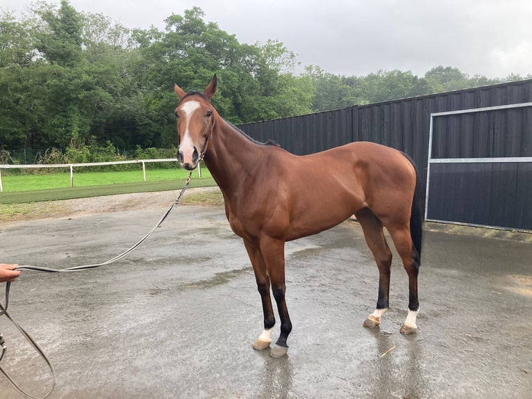 Thoroughbred Mare 4 years 16 hh Brown in PAU