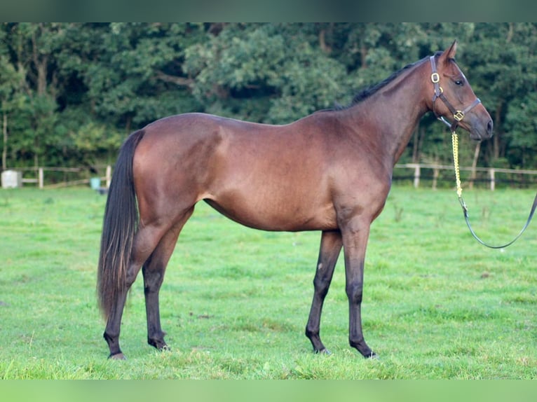 Thoroughbred Mare 4 years 16 hh Brown in Hamburg Lemsahl-Mellingstedt