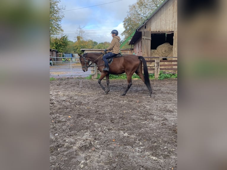 Thoroughbred Mare 4 years 16 hh Brown in Hamburg Lemsahl-Mellingstedt
