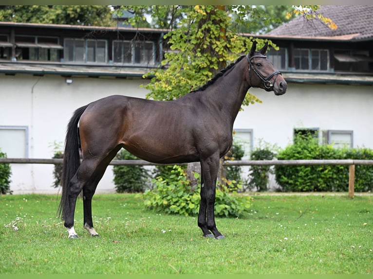 Thoroughbred Mare 4 years 16 hh Brown in M&#xFC;nchen