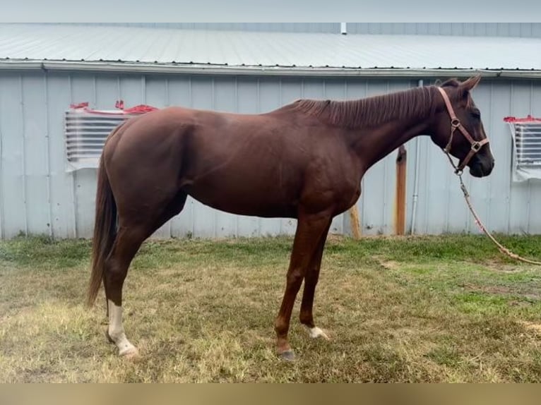 Thoroughbred Mare 4 years 16 hh Chestnut in Middle Island