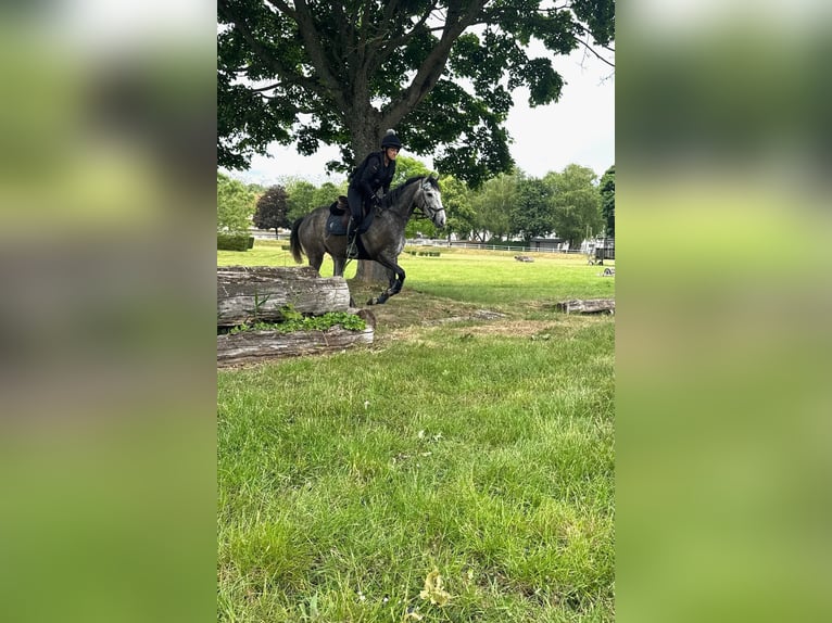 Thoroughbred Mare 4 years 16 hh Gray in Zweibr&#xFC;cken
