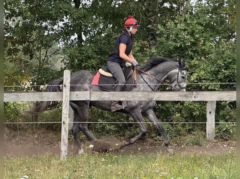 Thoroughbred Mare 4 years 16 hh Grey-Dark-Tan in Schneverdingen