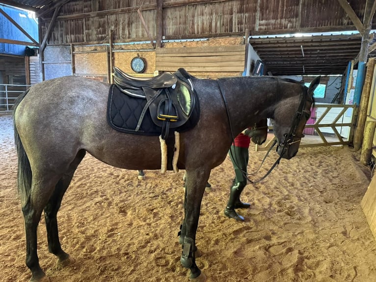 Thoroughbred Mare 4 years 16 hh Grey in SAMMERON