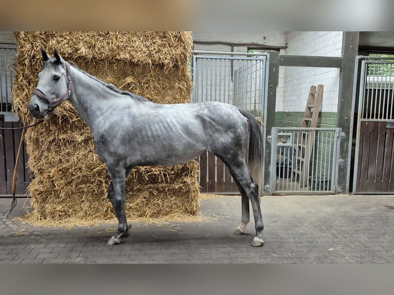 Thoroughbred Mare 4 years 16,1 hh in Moers