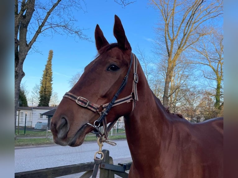Thoroughbred Mare 4 years 16,1 hh  in Düsseldorf