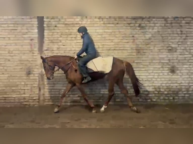 Thoroughbred Mare 4 years 16,1 hh  in Düsseldorf