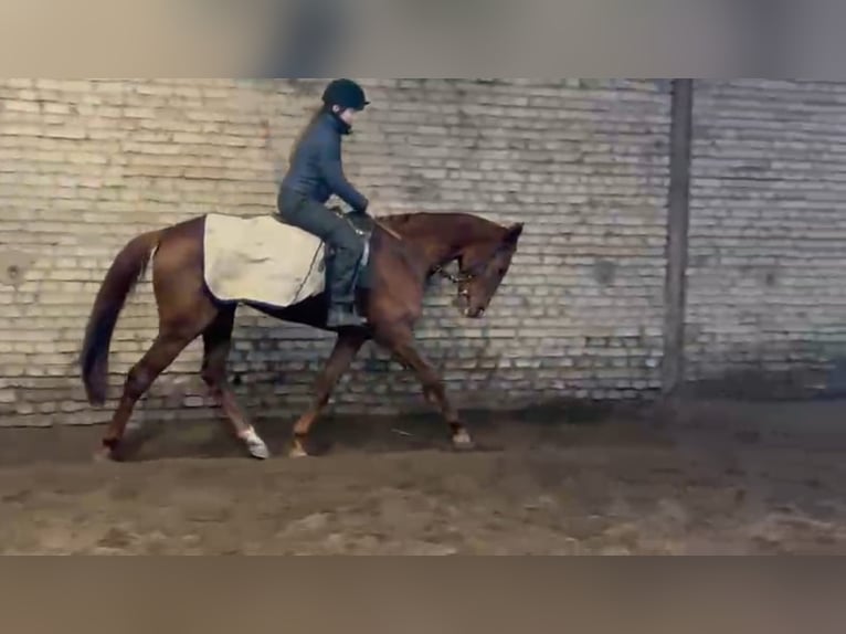 Thoroughbred Mare 4 years 16,1 hh  in Düsseldorf