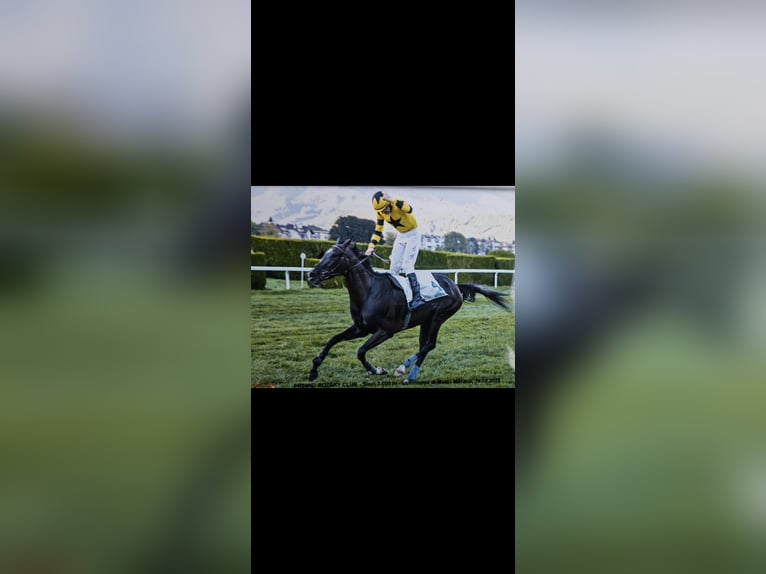 Thoroughbred Mare 4 years 16,1 hh Smoky-Black in Bornato