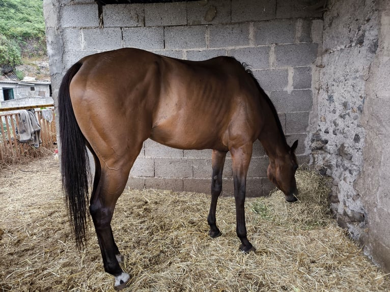 Thoroughbred Mare 4 years 16,2 hh Brown in La Guancha