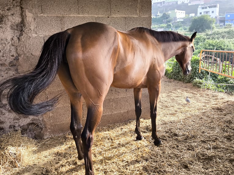 Thoroughbred Mare 4 years 16,2 hh Brown in La Guancha