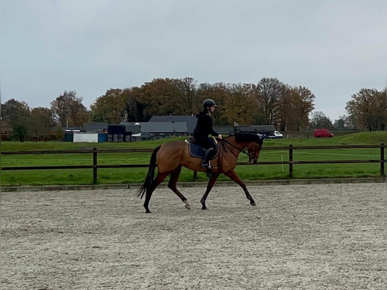Thoroughbred Mare 4 years 16,2 hh Brown in Renswoude