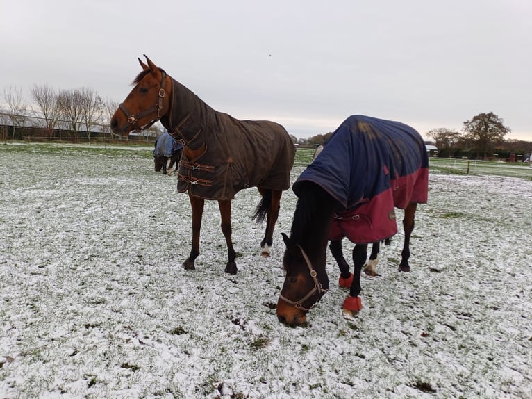 Thoroughbred Mare 4 years 16,2 hh Brown in Renswoude