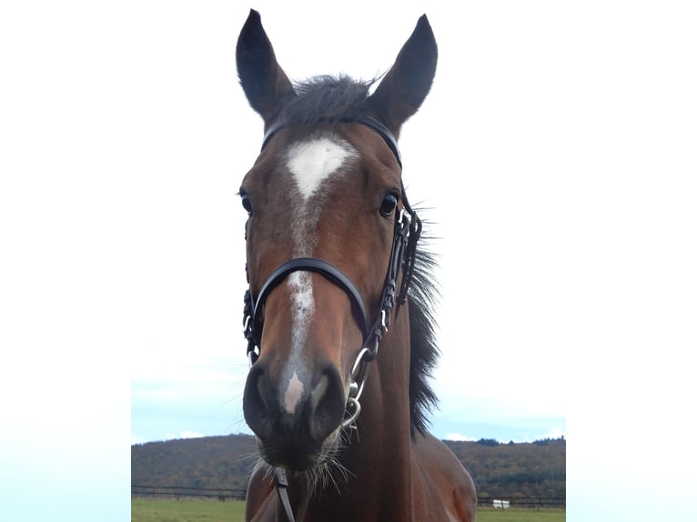 Thoroughbred Mare 4 years Brown in Lorch
