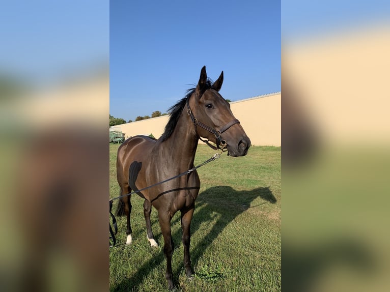 Thoroughbred Mare 4 years Brown in Oberhaching