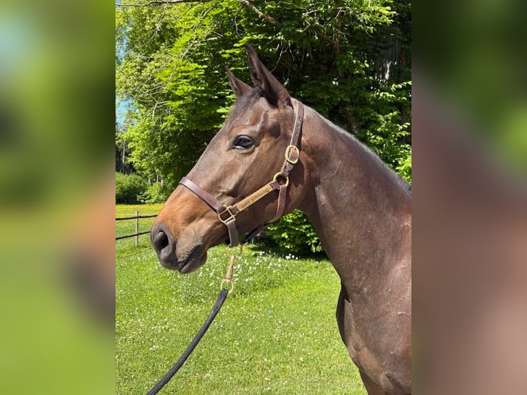 Thoroughbred Mare 4 years Brown in Oberhaching