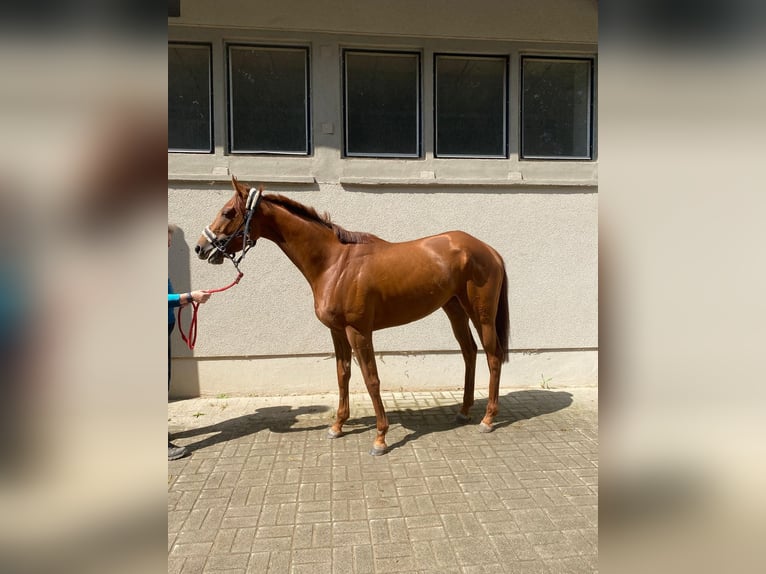 Thoroughbred Mare 4 years Chestnut-Red in Halle