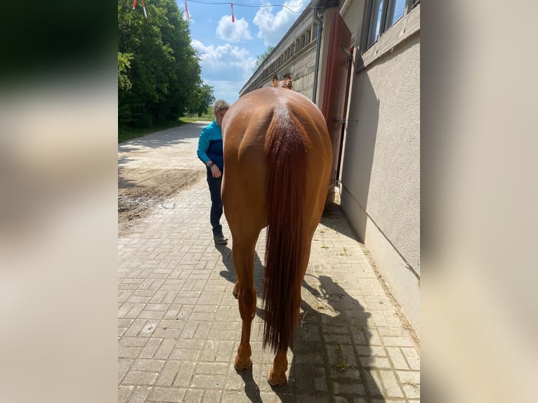 Thoroughbred Mare 4 years Chestnut-Red in Halle