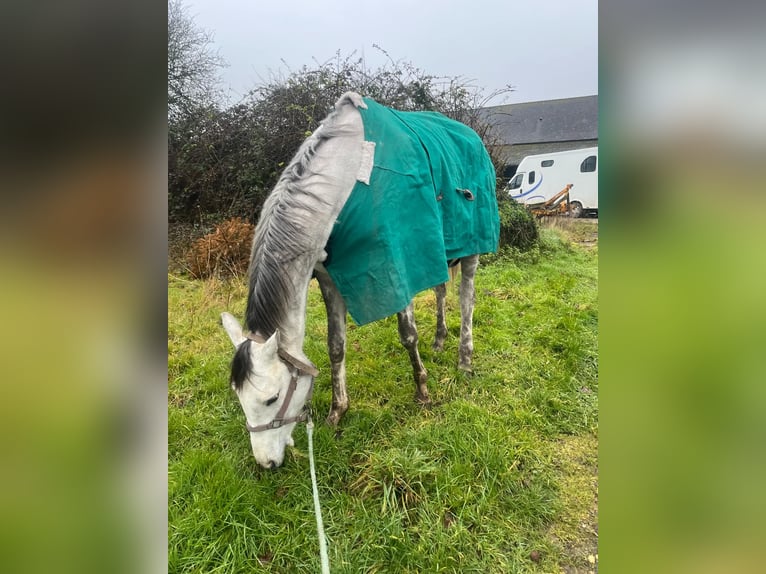 Thoroughbred Mare 4 years Gray-Red-Tan in Ecuille