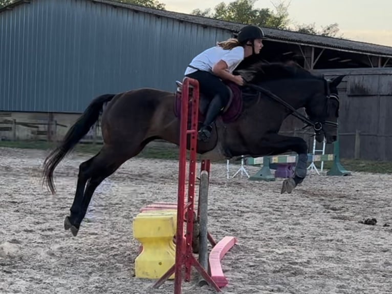 Thoroughbred Mare 4 years Smoky-Black in Nazelles-Négron