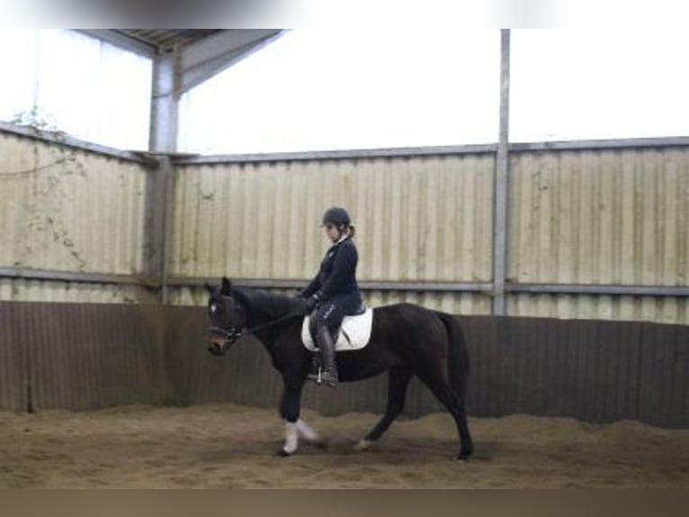 Thoroughbred Mare 5 years 14,3 hh Bay-Dark in Löhnberg