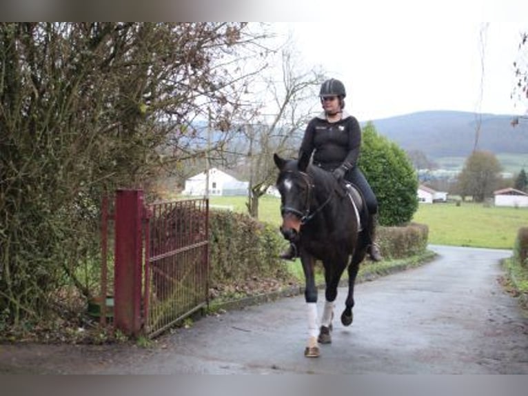 Thoroughbred Mare 5 years 14,3 hh Bay-Dark in Löhnberg