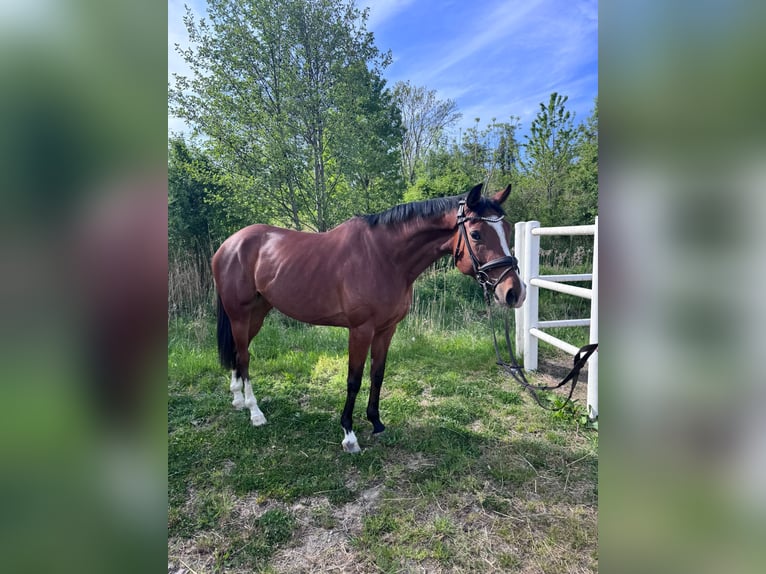 Thoroughbred Mare 5 years 15.2 hh Brown in Ebreichsdorf