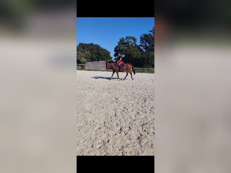 Thoroughbred Mare 5 years 15,2 hh Brown in Montivilliers