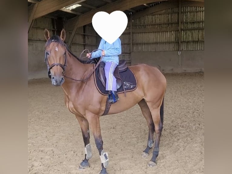 Thoroughbred Mare 5 years 15,2 hh Brown in Montivilliers