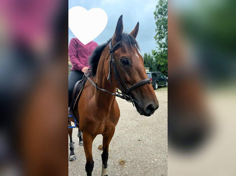 Thoroughbred Mare 5 years 15,2 hh Brown in Montivilliers