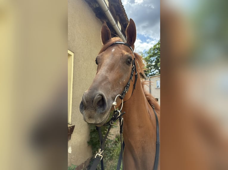 Thoroughbred Mare 5 years 15.2 hh Chestnut-Red in Leipzig