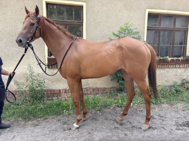 Thoroughbred Mare 5 years 15.2 hh Chestnut-Red in Leipzig