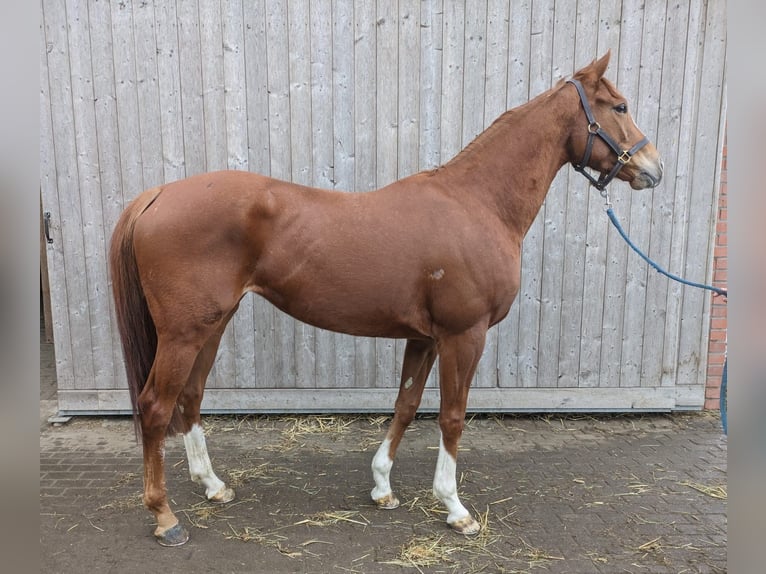 Thoroughbred Mare 5 years 15,2 hh Chestnut-Red in Altlandsberg