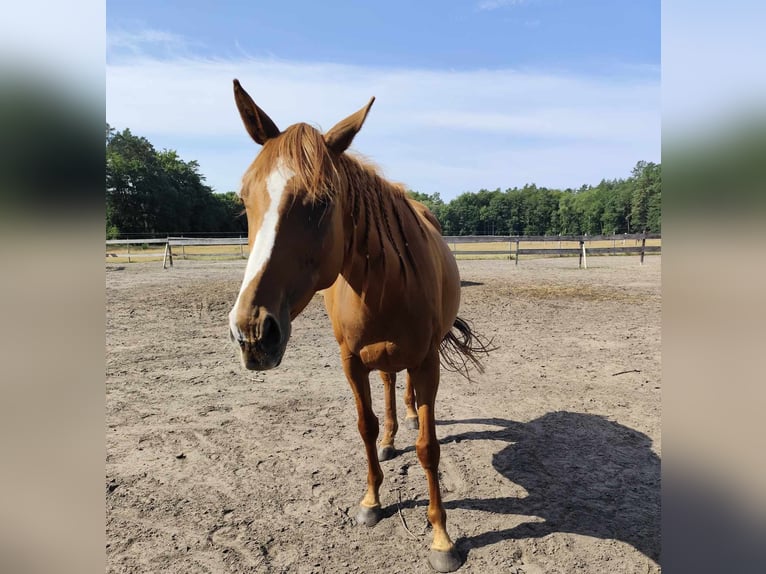 Thoroughbred Mare 5 years 15,2 hh Chestnut-Red in Torgelow