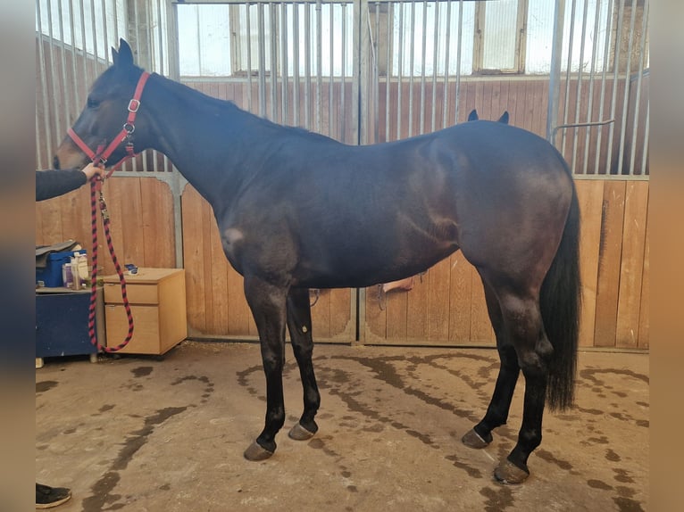 Thoroughbred Mare 5 years 15,3 hh Bay-Dark in Haidershofen