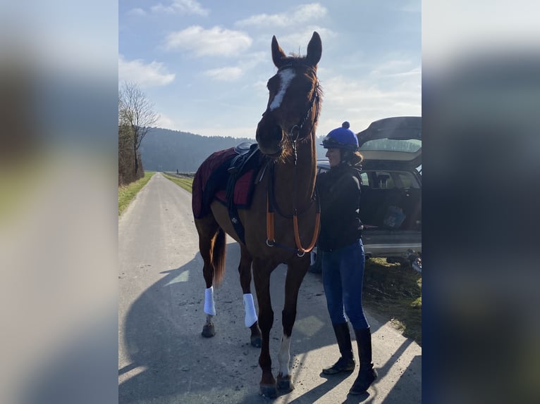 Thoroughbred Mare 5 years 15,3 hh Chestnut-Red in Oberstammheim