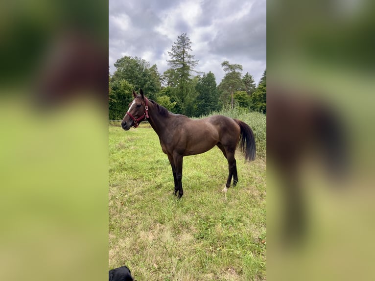 Thoroughbred Mare 5 years 15,1 hh Brown in Knopp-Labach