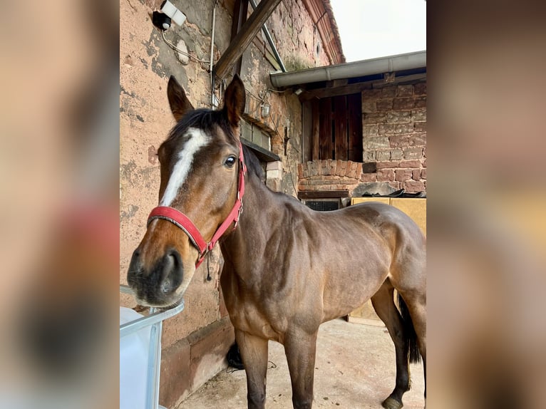 Thoroughbred Mare 5 years 15,1 hh Brown in Knopp-Labach