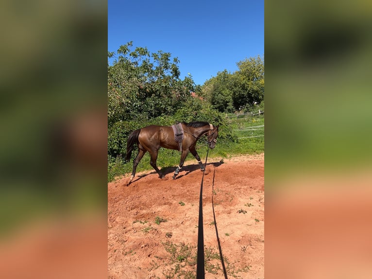 Thoroughbred Mare 5 years 15,1 hh Brown in Knopp-Labach