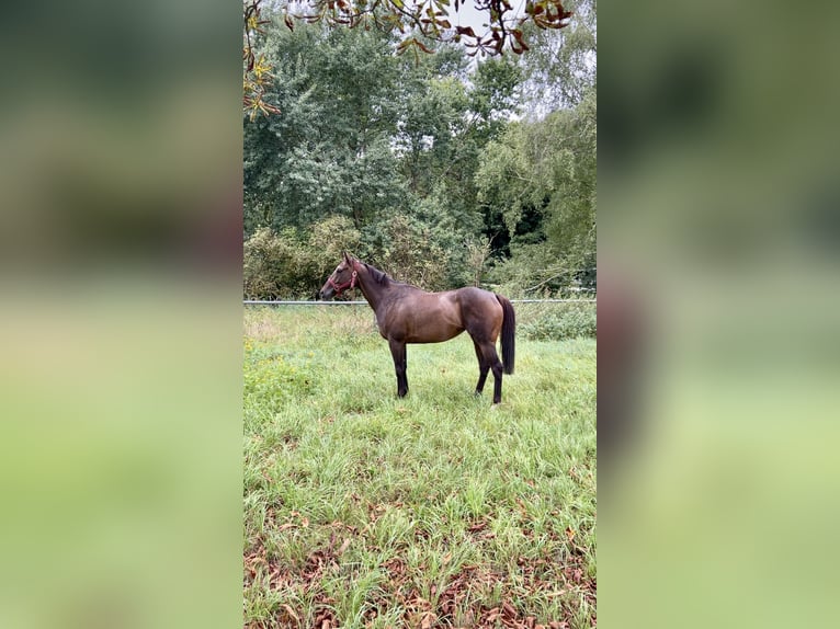 Thoroughbred Mare 5 years 15,1 hh Brown in Knopp-Labach